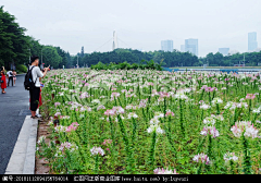 露游子采集到植物