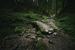 水墨剔透采集到树叶，盆景，绿植