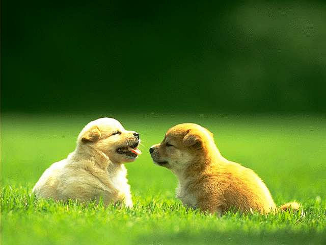 #狗狗#wenpet.com/gou汪星...