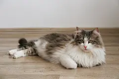 点击来源直接获取大图文件 |Portrait of a siberian cat with green eyes sleeping on the floor at home. Fluffy purebred straight-eared long hair kitty. Copy space, close up, background. Adorable domestic pet concept.