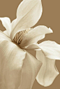 (32) Pinterest