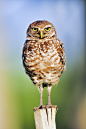 heaven-ly-mind:

Standing watch, a Burrowing Owl