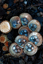 隆纹黑蛋巢菌，（学名：Cyathus striatus Willd），子实体小，包被杯状，高0.7-1.5cm，宽0.6-0.8cm，由栗色的菌丝垫固定于基物上，外面有粗毛。多以落叶林中朽木或腐殖质多的地上群生。
