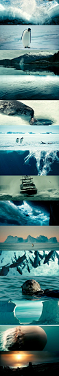 【Oceans】#海洋# #雅克·贝汉# Jacques Perrin的三大纪录片之一《海洋》【1080p高清截图461P下载地址：O网页链接 密码：BB99】部分预览图如下↓适合做海洋相关素材/绘画参考（版权归原作/禁商用/禁转载二传）顺便推荐下这部纪录片，还有他的另两部巨作《迁徙的鸟》《微观世界》