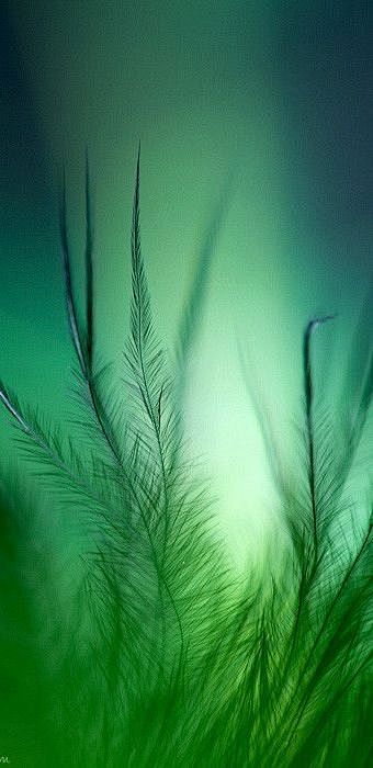 Green Fern | G r e e...