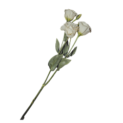 Мiulu≈采集到花 植物