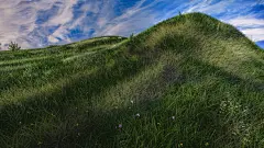 草地小草草坪设计素材