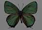 蝴蝶标本图片(绿色)
