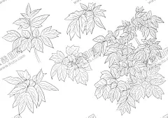 素描叶子 【酷图网】树枝,树叶,简笔,线条,绘画,黑白线条,素描,线稿