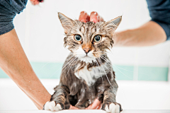 Rainwow采集到猫咪