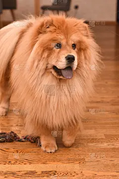 狗,松狮,可爱的,泰迪熊,纯种犬,舒服,肖像,壁纸,哺乳纲,动物