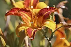 百合 花 橙 花壁纸 花卉背景 性质 美丽的花朵 开花 花园