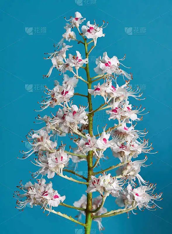 生长在美丽背景上的栗子花素材-花瓣网