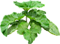 #草类# #植物PNG# #PNG素材# #绿叶# #藤蔓# #叶子PNG# #花朵# #薰衣草# #玫瑰# #花PNG#