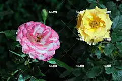 玫瑰 花朵 花园 玫瑰绽放 花瓣 玫瑰花瓣 花壁纸 盛开