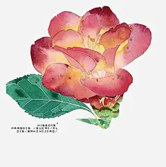 实物看图排字吧百度贴吧手绘花卉高清素材 设计图片 免费下载 页面网页 平面电商 创意素材 png素材