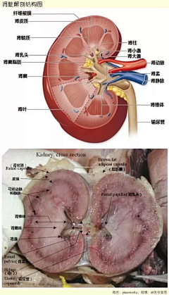 Yeagle采集到医学