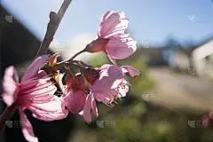美丽的粉红色樱花盛开迎接农历新年。