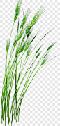 绿色小麦效果元素PNG图片 来自PNG搜索网 pngss.com 免费免扣png素材下载！