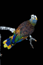 鹦形目·鹦鹉科·亚马逊鹦鹉属：圣文森亚马逊鹦鹉