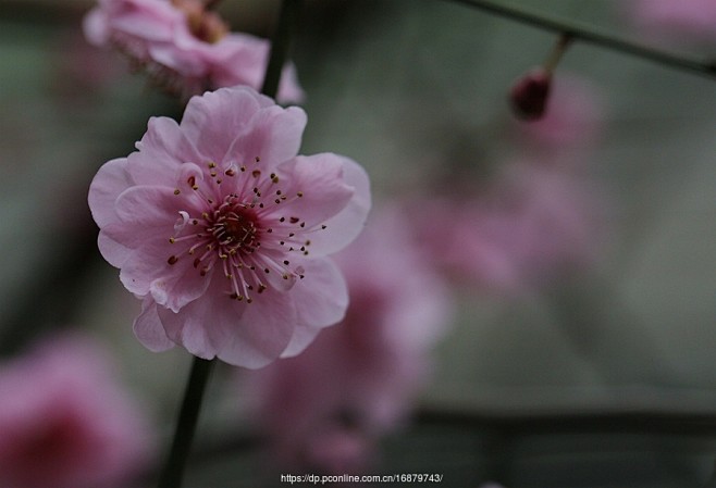 红梅花儿开
