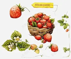 果篮 平面电商 创意素材