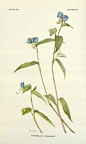 植物图谱 