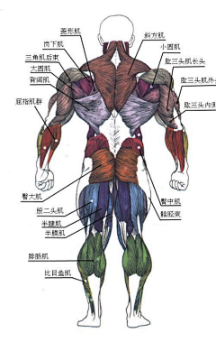 Mr_dog_WTF采集到参考