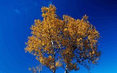 金秋唯美风景桌面壁纸