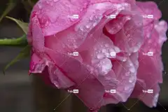 玫瑰 自然 粉色的 花壁纸 美丽的花朵 玫瑰花 雨滴 花卉背景