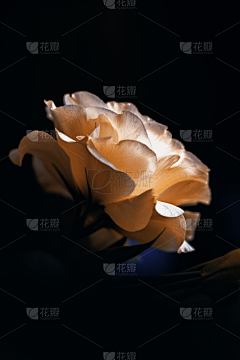 Expiredlove﹃采集到慕琳-鱼子酱拍摄参考图