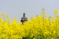 Zhenfei2323采集到春游兴化千岛油菜花