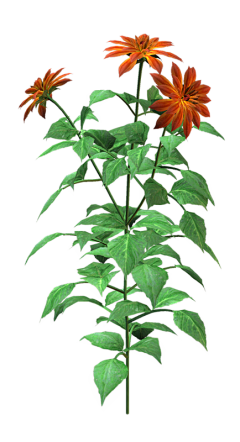 小浪浪吖采集到素材-花-植物