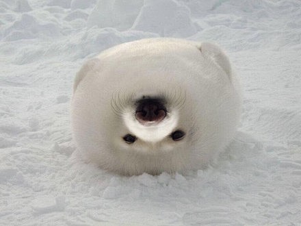 (๑˃̶͈̀ ᴗ ˂̶͈́)و✧不得了！...