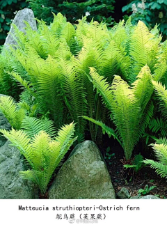 黄panpan采集到植物选型图
