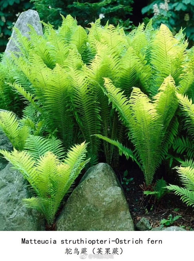 荚果蕨