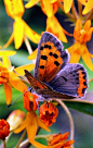 butterfly
