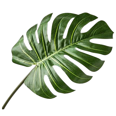 龟背叶 植物 绿植 png