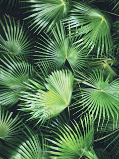 疯子随风飘采集到水果植物