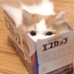 猫咪头像 - 高清图片，堆糖，美图壁纸兴趣社区