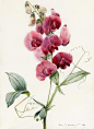 Lathyrus latifolius (Everlasting Pea) (watercolor on paper), D'Orleans, Louise (1812-52): 
