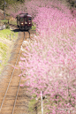 【美图分享】TOSHIAKI IRI的作品《Hanamomo railway》 #500px# @500px社区