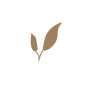 手绘樱花免扣元素墨水钢笔花卉插画典雅装饰包装素材设计图形