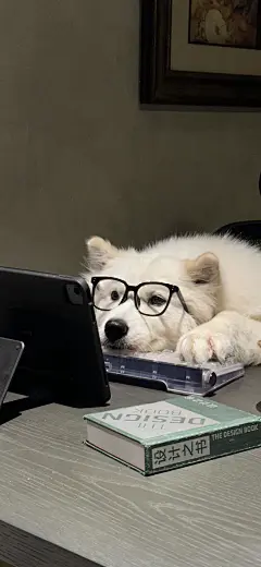 狗狗 汪星人 手机壁纸 背景图