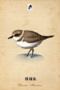 环颈鸻（学名：Charadrius alexandrinus）全长约16cm。属中小型涉禽。羽毛的颜色为灰褐色，常随季节和年龄而变化。跗蹠修长，胫下部亦裸出。中趾最长，趾间具蹼或不具蹼，后趾形小或退化。翅形尖长，第1枚初级飞羽退化，形狭窄，甚短小；第2枚初级飞羽较第3枚长或者等长。三级飞羽特长。尾形短圆，尾羽12枚。是迁徙性鸟类，具有极强的飞行能力。通常沿海岸线、河道迁徙。生活环境多与湿地有关，离不开水。栖息于海滨、岛屿、河滩、湖泊、池塘、沼泽、水田、盐湖等湿地之中。分布于欧洲、亚洲、非洲和美洲等许多国家