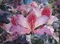 泰国水彩画家----Kitipong Ti : 来自泰国水彩画家 Kitipong Ti 的花卉作品，虚实表现的恰到好处，色彩清丽而不艳，画面清新而不俗…… Kitipong Ti先生是一名泰国水彩画家，目前在曼谷授课 他...