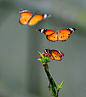 第九名：Butterflies
[器材] 【尼康 D700】 
[参数] 光圈: F/3.2 快门:1/1000 焦距:200 毫米 感光度:200