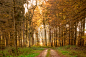 fall-513786
