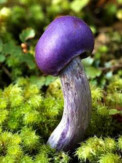一只千俞采集到现实植物素材