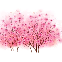 樱花树@北坤人素材